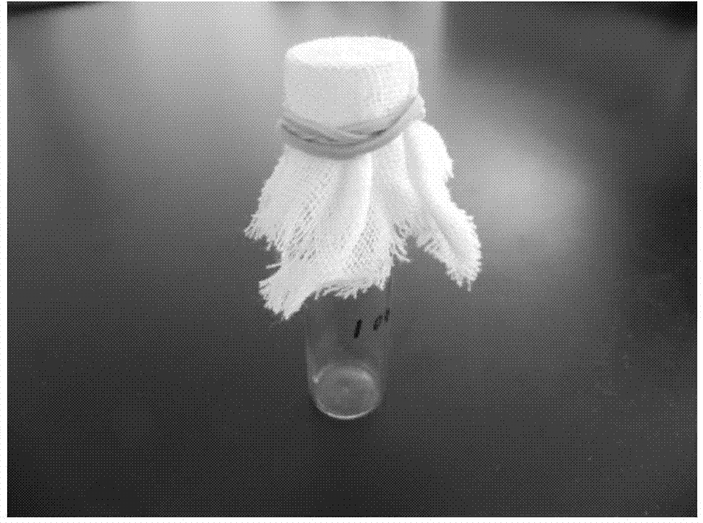 Method for measuring pesticide resistance of macrosiphum avenae