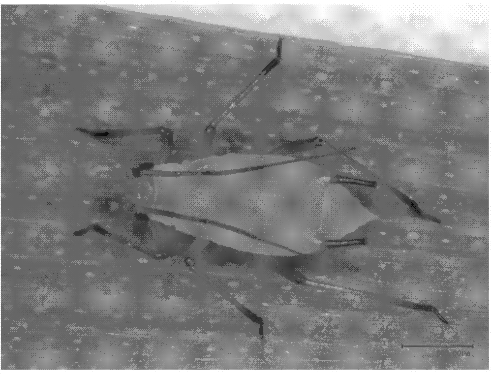 Method for measuring pesticide resistance of macrosiphum avenae