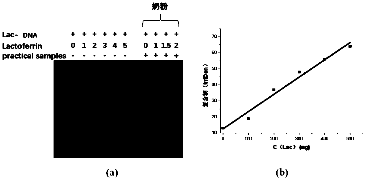 Gel electrophoresis detection method and kit for lactoferrin content