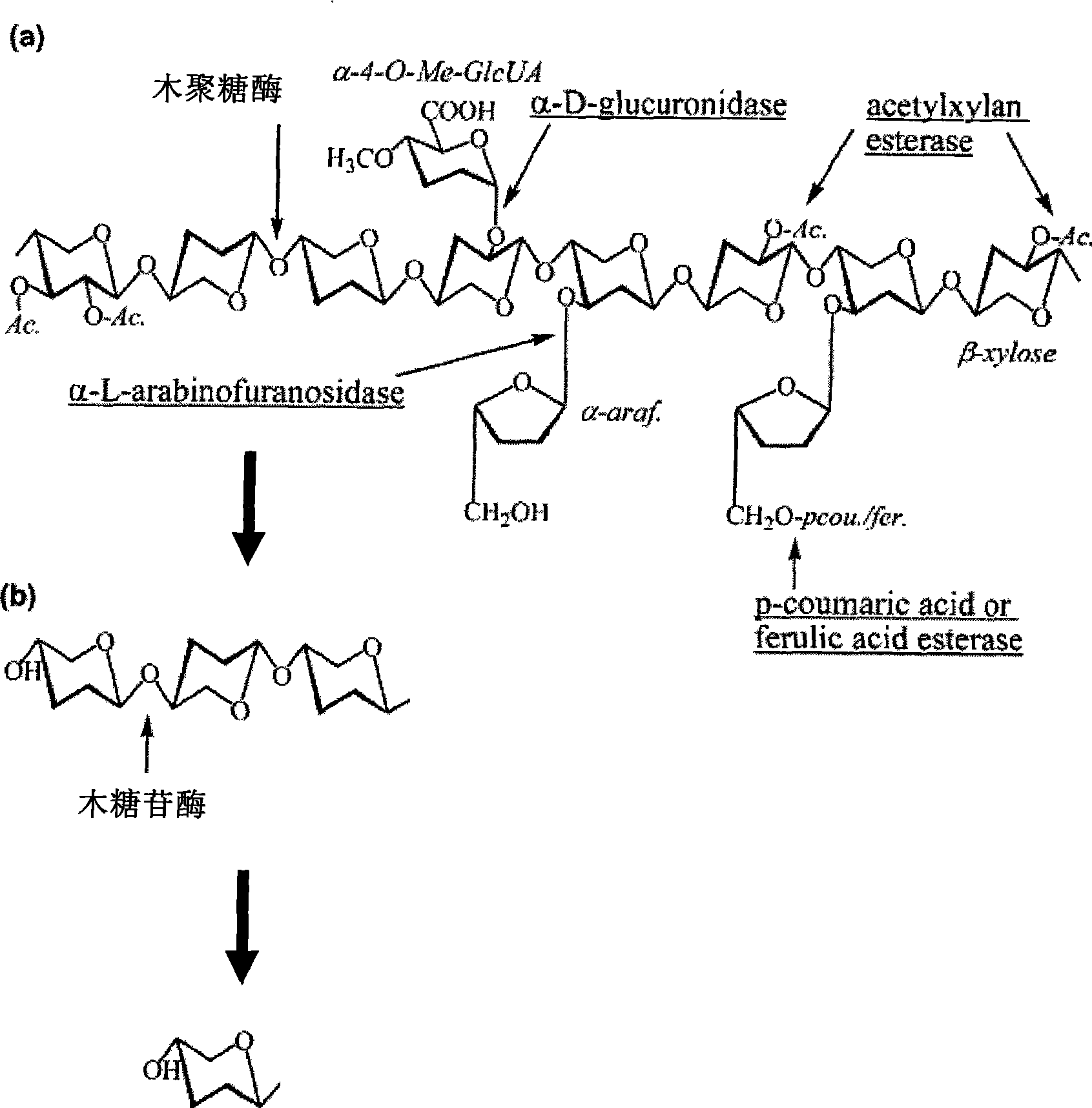 High temperature resistant xylanase XynA2, gene encoding the enzyme and uses thereof