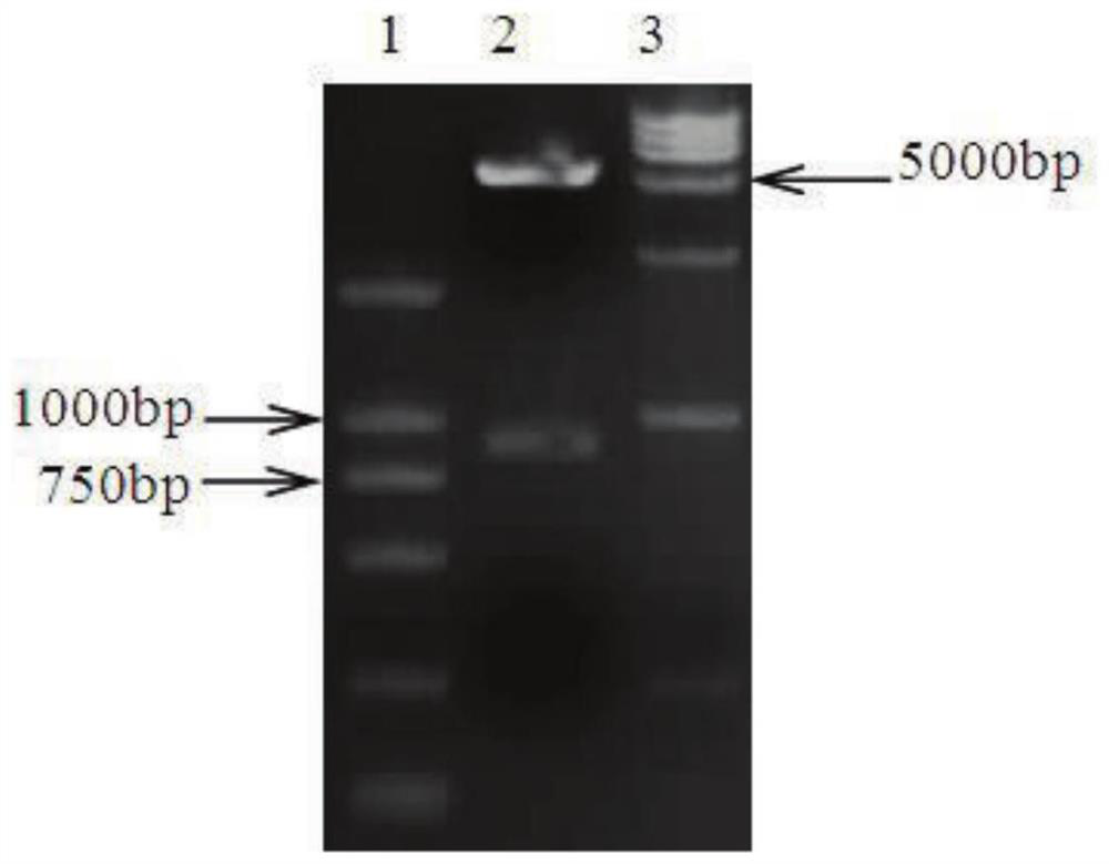 Porcine reproductive and respiratory syndrome virus nsp2 protein nanobody and its application