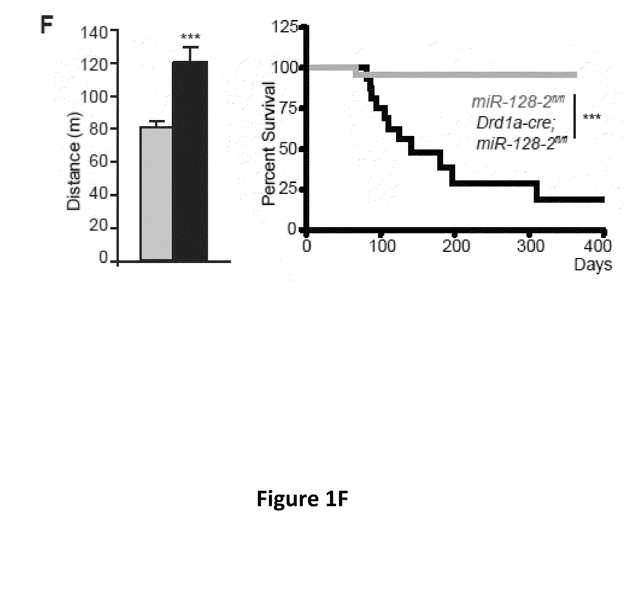 Compositions and methods for modulating neuronal excitability and motor behavior