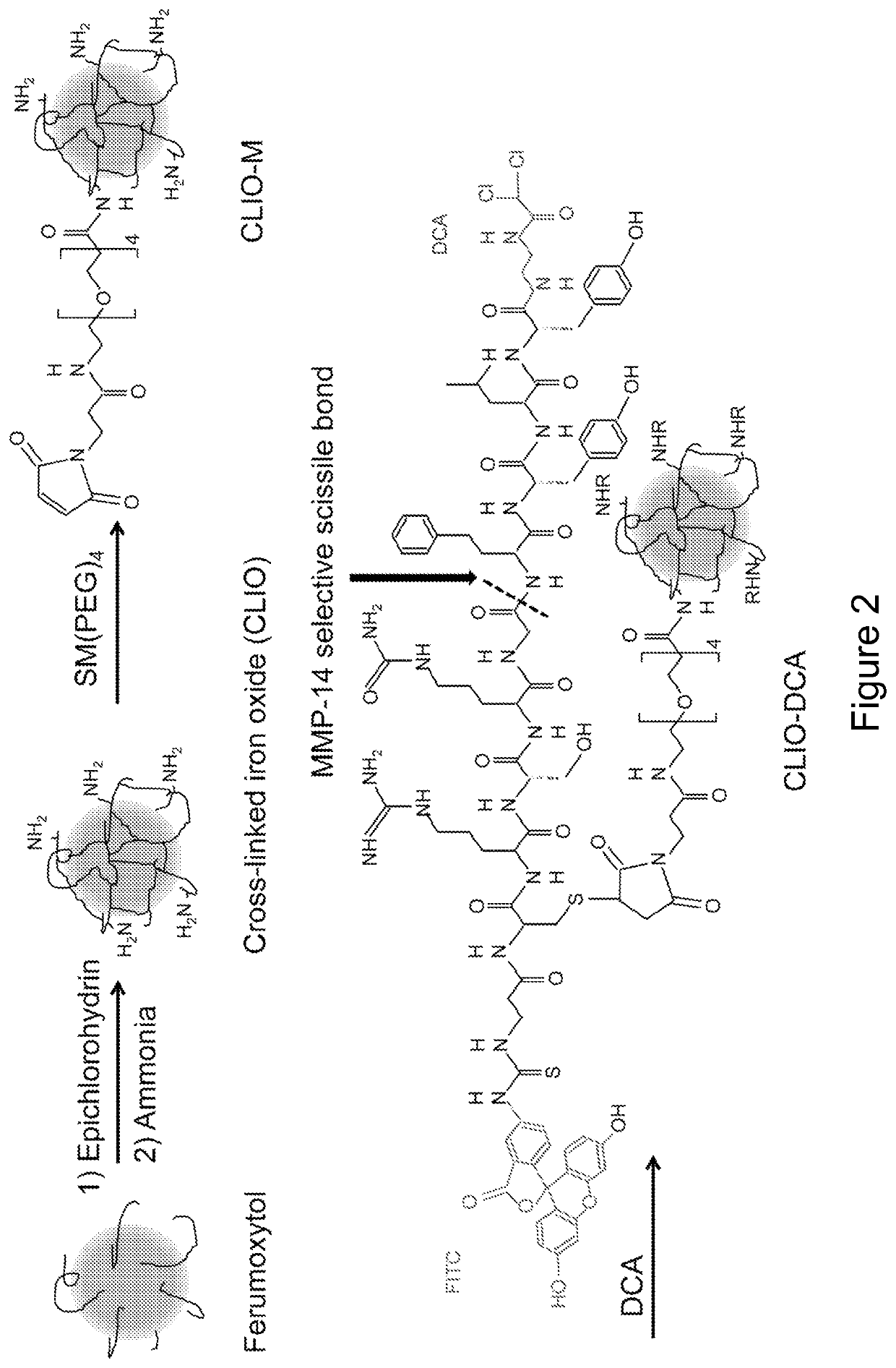 Anti-Warburg Nanoparticles - A matrix metalloprotease activatable conjugate to inhibit glioblastoma proliferation