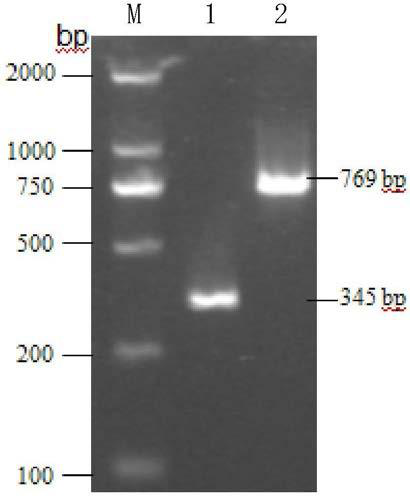 A method for rapid detection of Bacillus coagulans and multiplex PCR kit