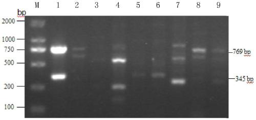 A method for rapid detection of Bacillus coagulans and multiplex PCR kit