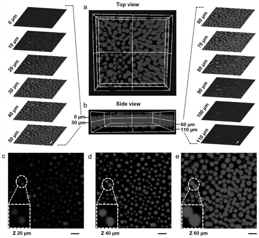 In-situ stretching multi-photon laser confocal imager and method for real-time in-situ three-dimensional observation of internal structure of blended polymer