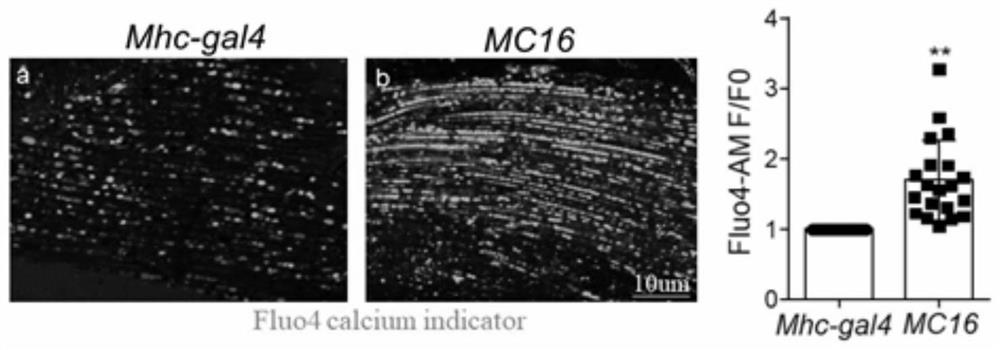 Marker for calcium overload mediated neuron death and application