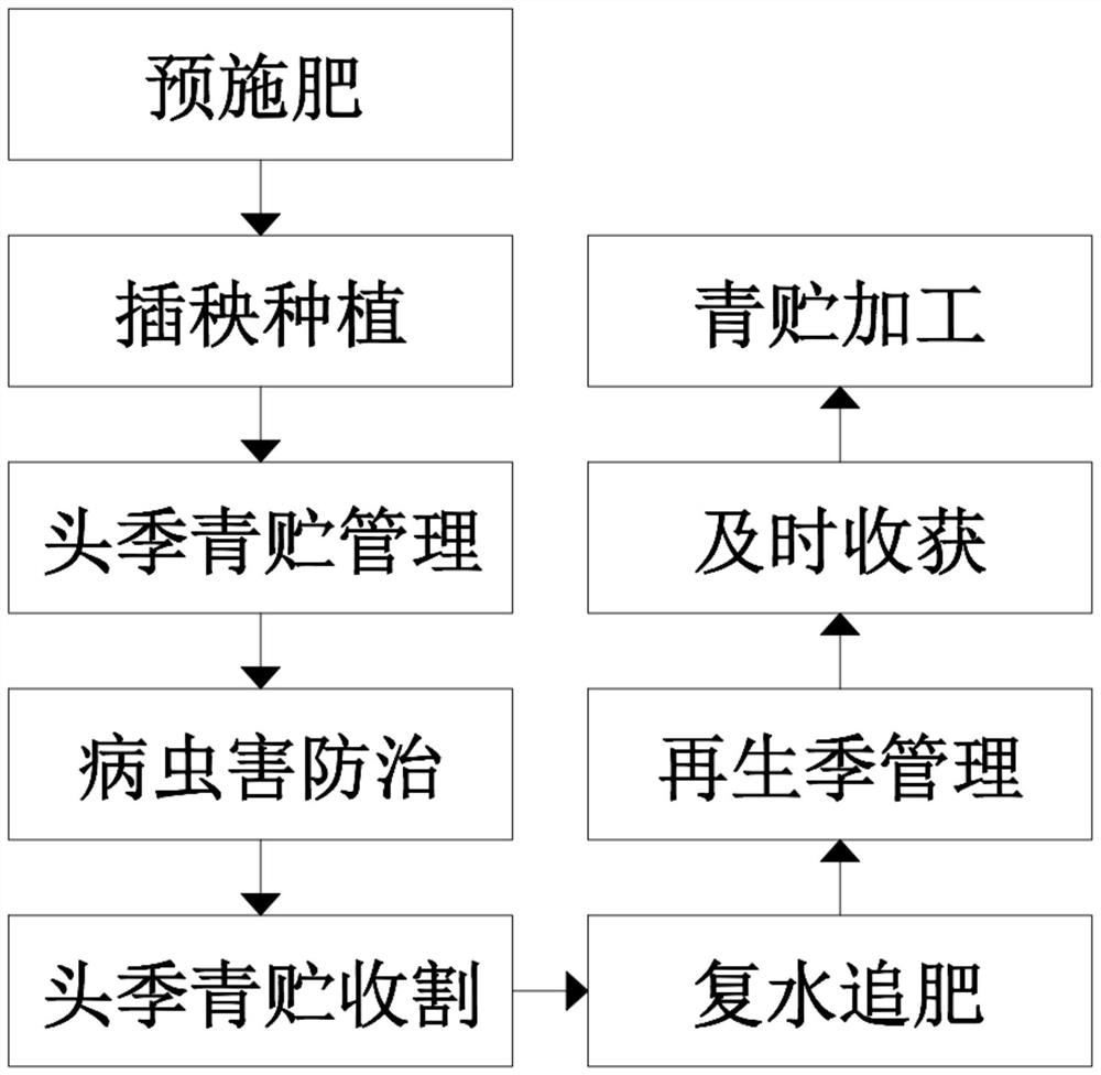 Planting method for reducing content of heavy metal cadmium in rice