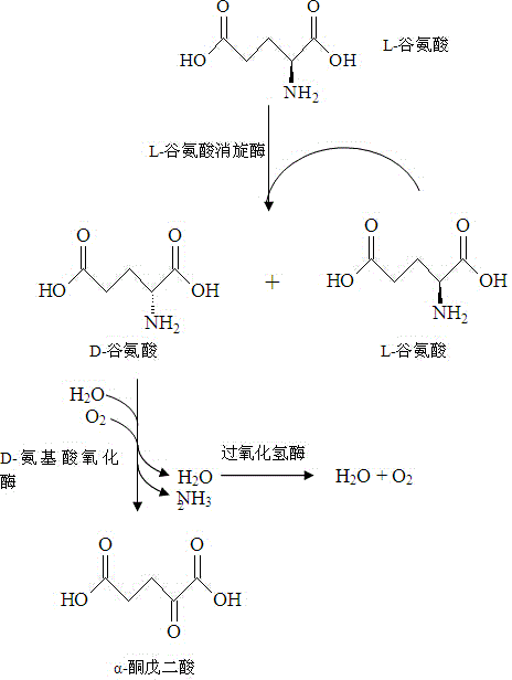 Production method for alpha-ketoglutaric acid