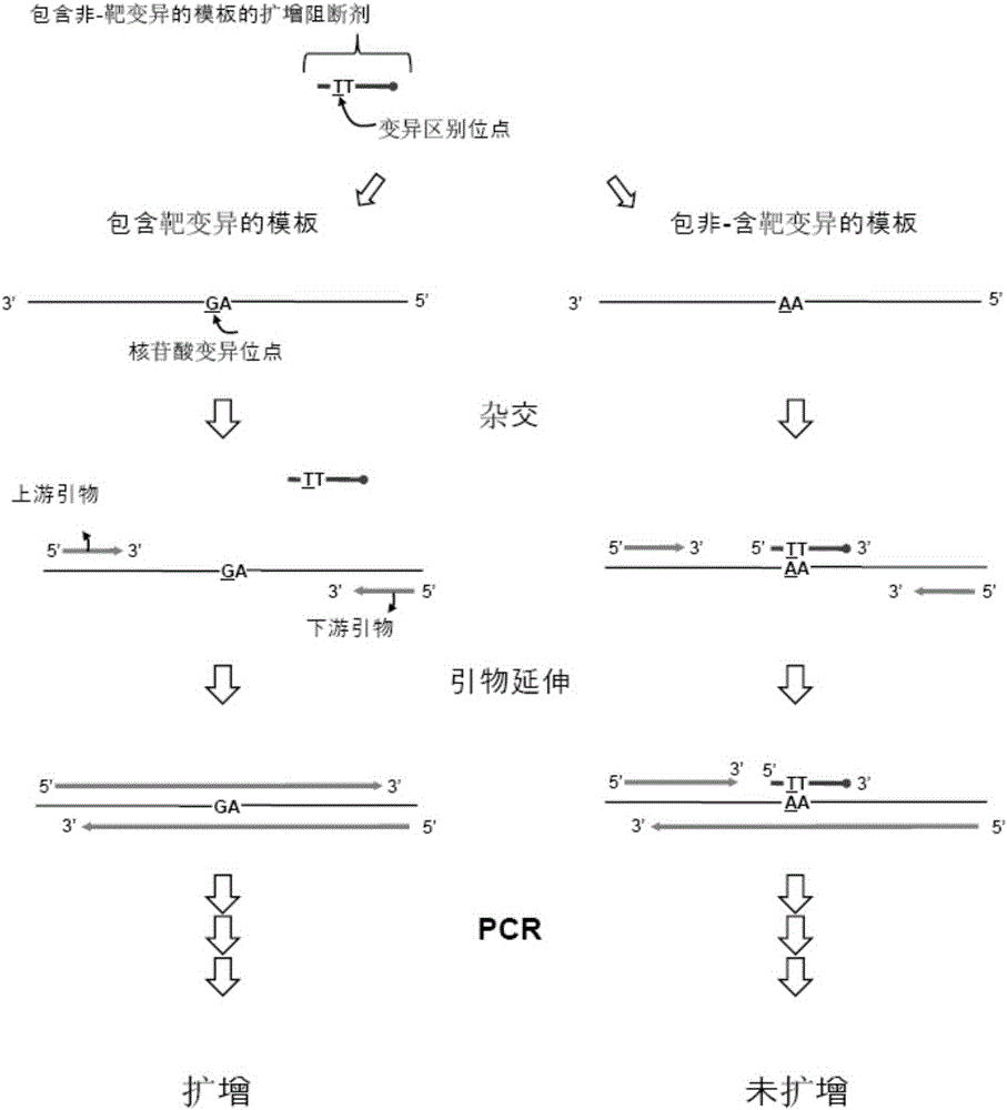 Detection of nucleotide variation on target nucleic acid sequence