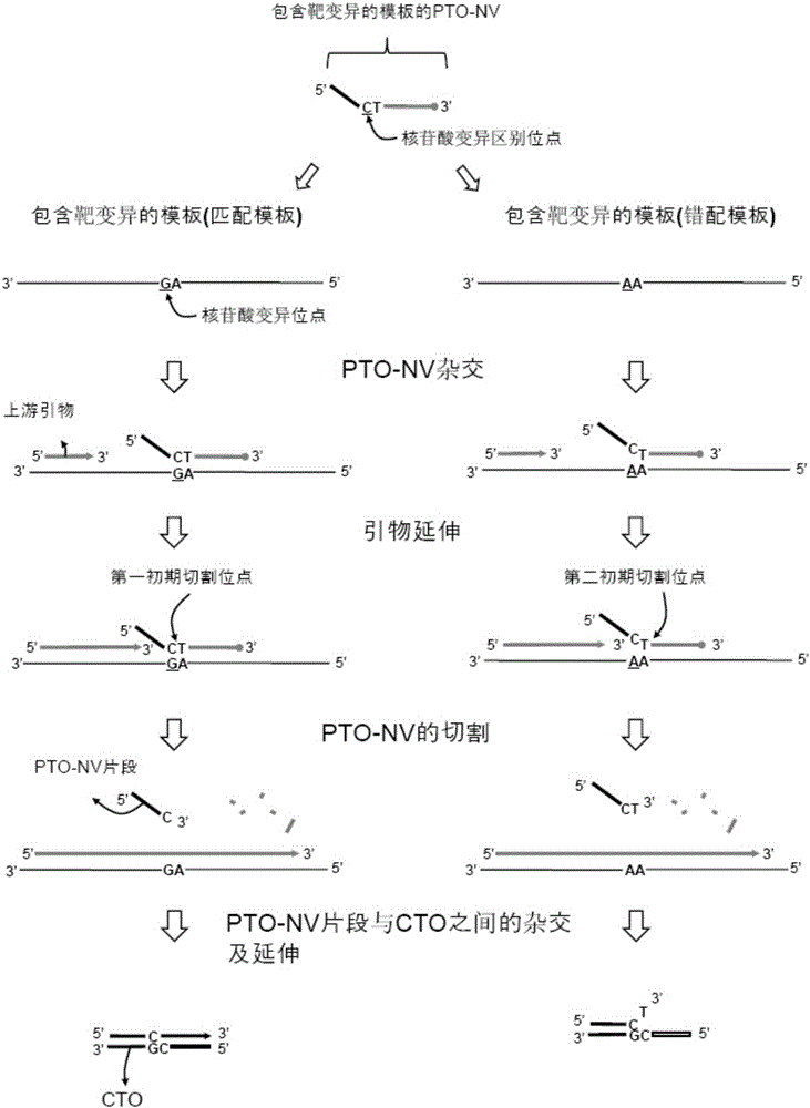 Detection of nucleotide variation on target nucleic acid sequence