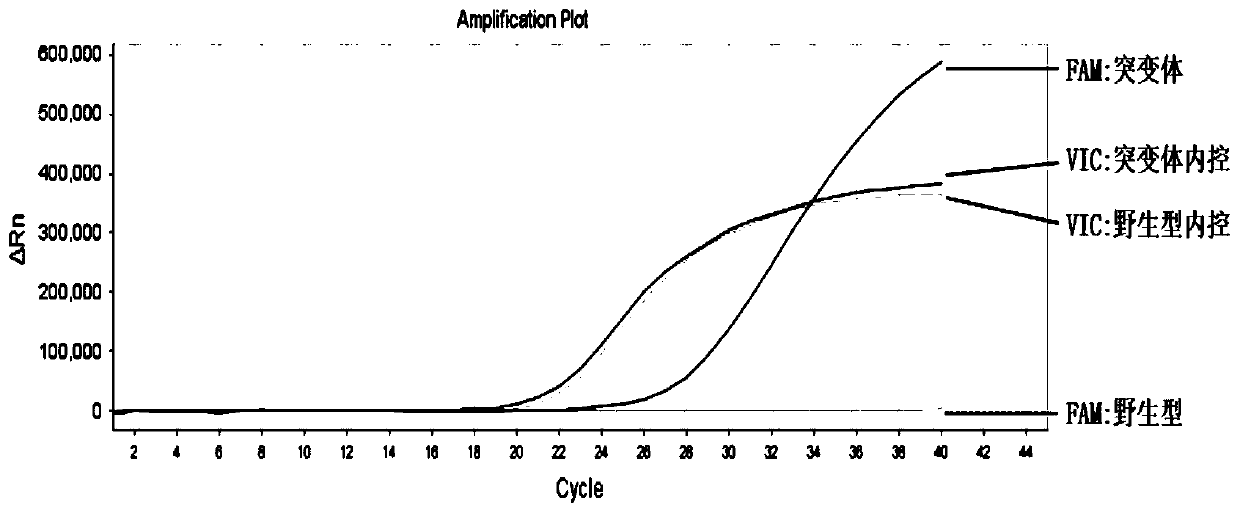 Detection kit and detection method for human BRAF gene V600E mutation