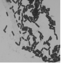 Bacillus thuringiensis GL-1 and application thereof in phosphate solubilization and disease prevention of soil