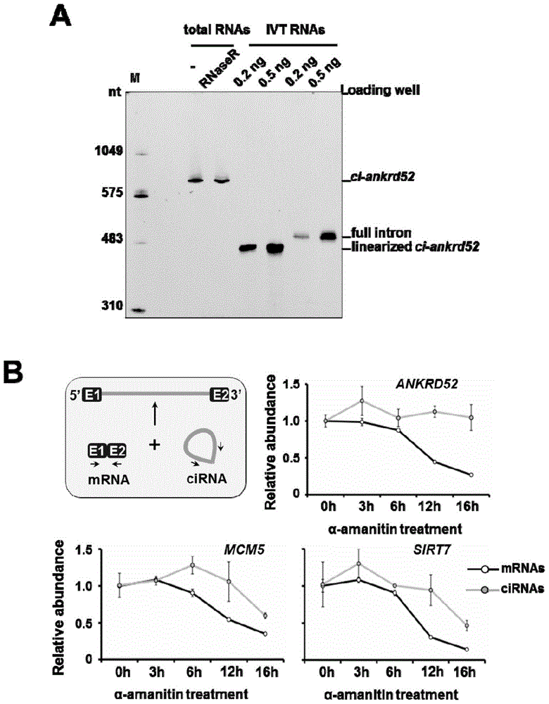 A kind of circular RNA molecule derived from intron and the application of the key nucleic acid sequence for forming the circle