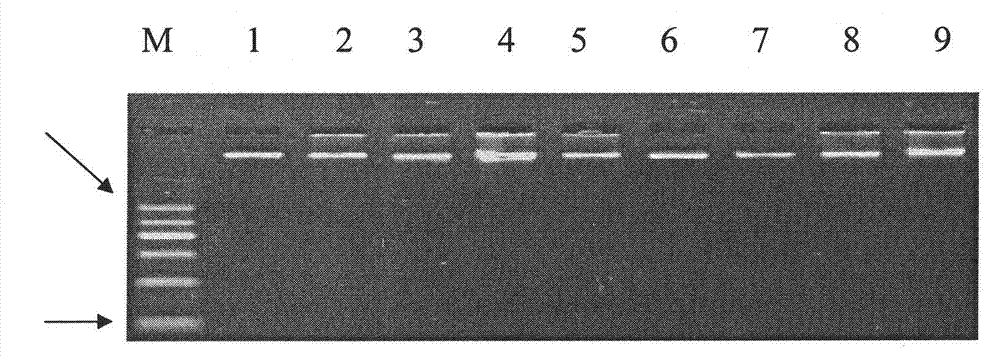 Single nucleotide polymorphism of ox TAS1R2 gene and detecting method thereof