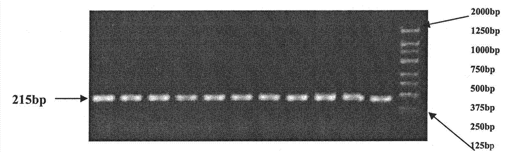 Single nucleotide polymorphism of ox TAS1R2 gene and detecting method thereof