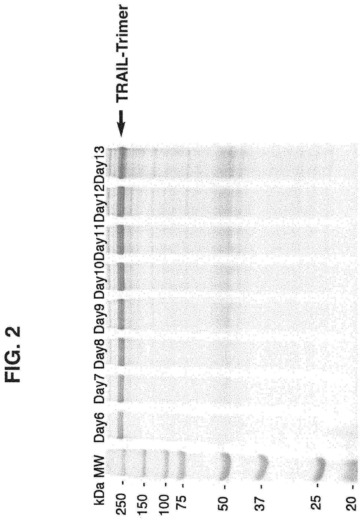 Method and compositions for producing disulfide-linked trimeric TNF family of cytokines and their use