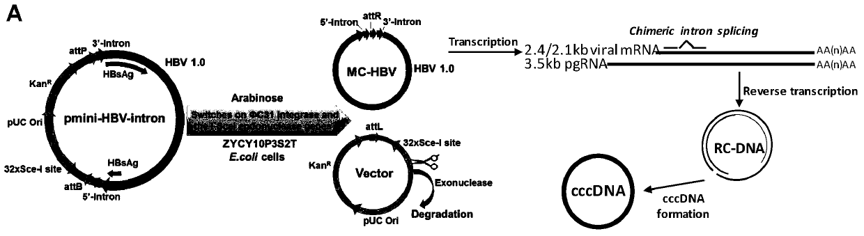 Construction and application of model for researching interaction between HBV cccDNA and host