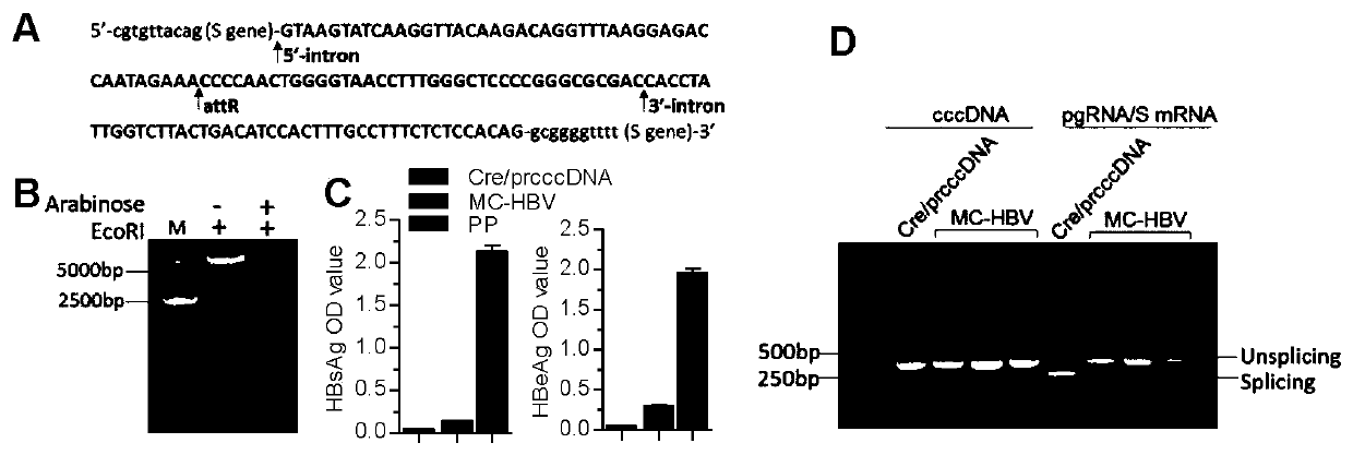 Construction and application of model for researching interaction between HBV cccDNA and host