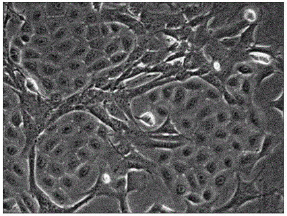 Single cell cloning method for obtaining goat mammary epithetical cells