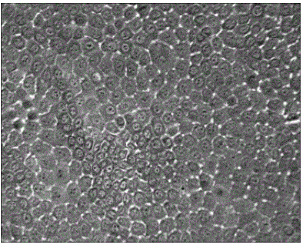 Single cell cloning method for obtaining goat mammary epithetical cells