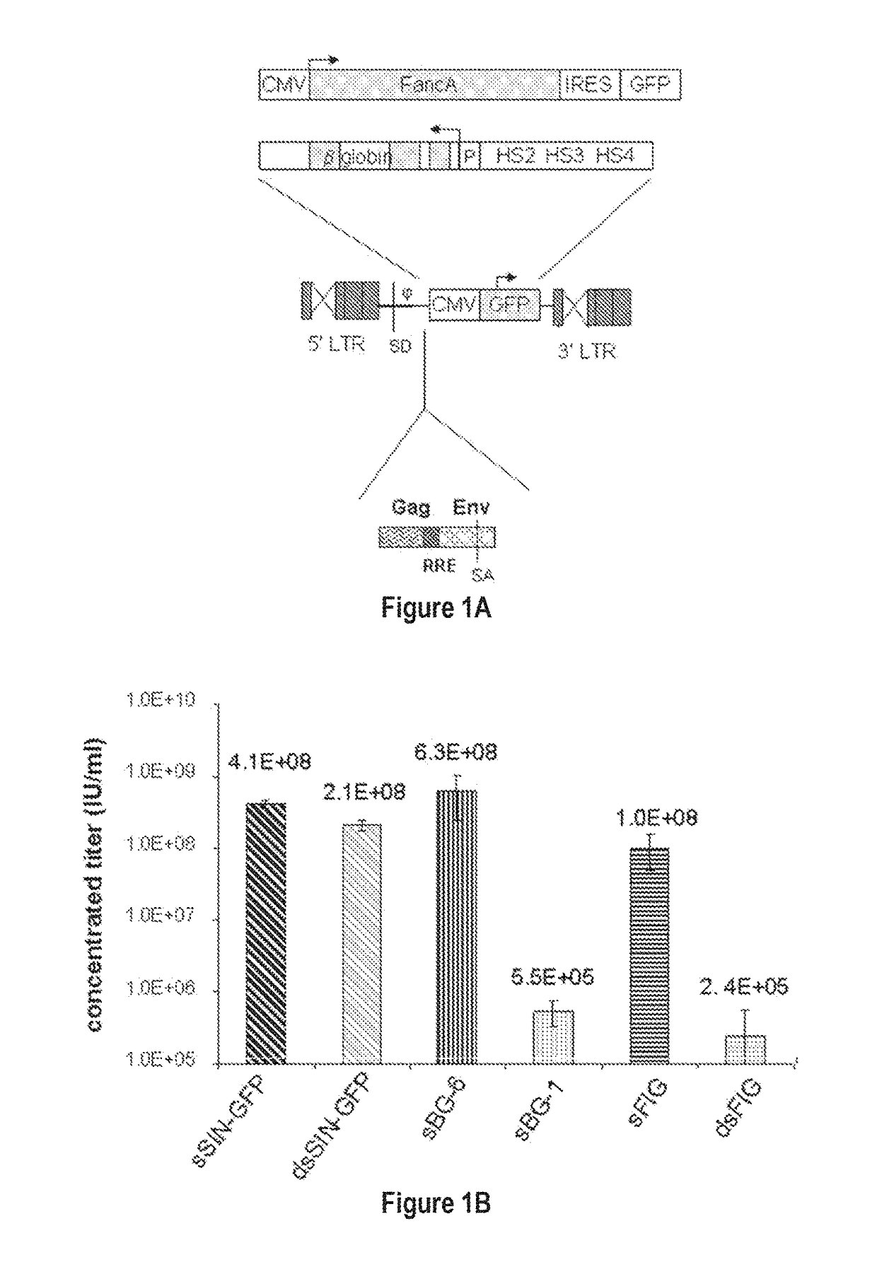 Fetal hemoglobin for genetic correction of sickle cell disease