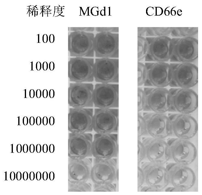 Anti-mg7-ag monoclonal antibody (mgd1) and use thereof