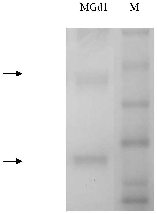 Anti-mg7-ag monoclonal antibody (mgd1) and use thereof