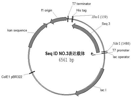 A kind of method utilizing escherichia coli fermentation to produce thymidine phosphorylase