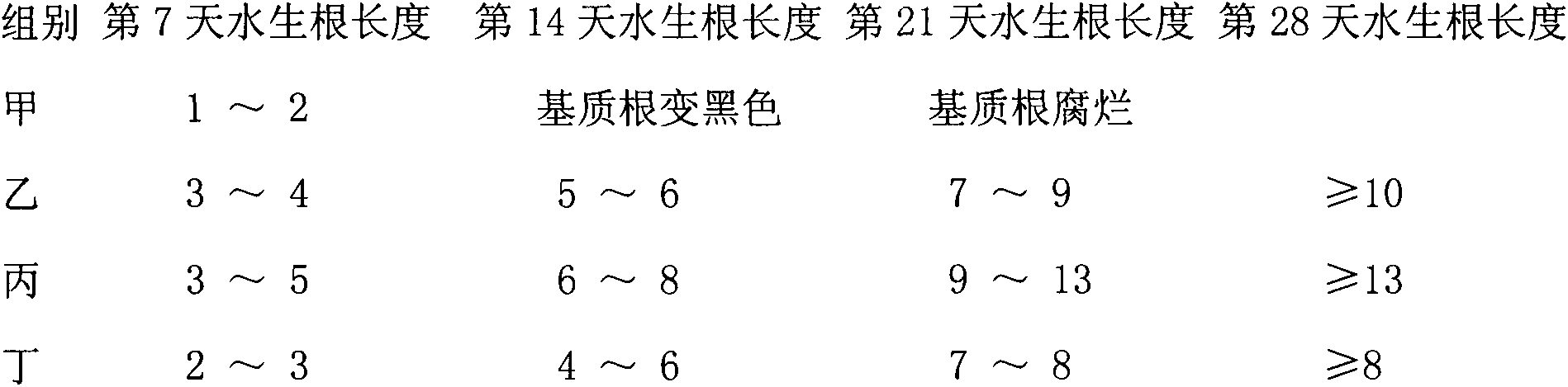 Nutrient solution cultivation method of Chinese yews