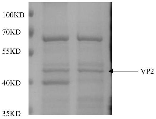 Avian bursal disease virus genetic engineering vaccine as well as preparation method and application thereof