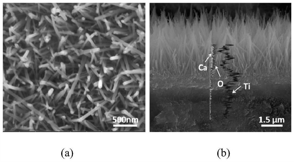 Preparation method of calcium hydroxytitanate fiber coating on the surface of titanium-based implant with complex morphology