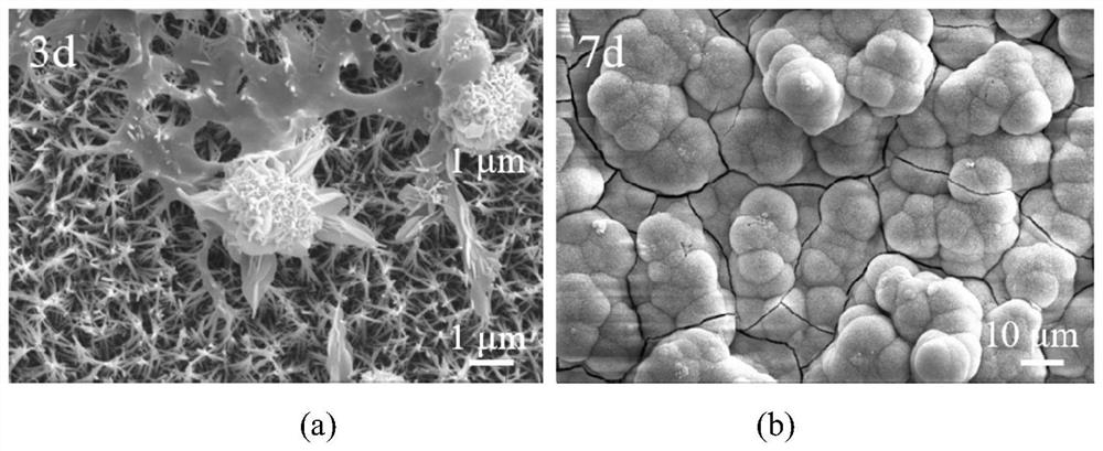 Preparation method of calcium hydroxytitanate fiber coating on the surface of titanium-based implant with complex morphology