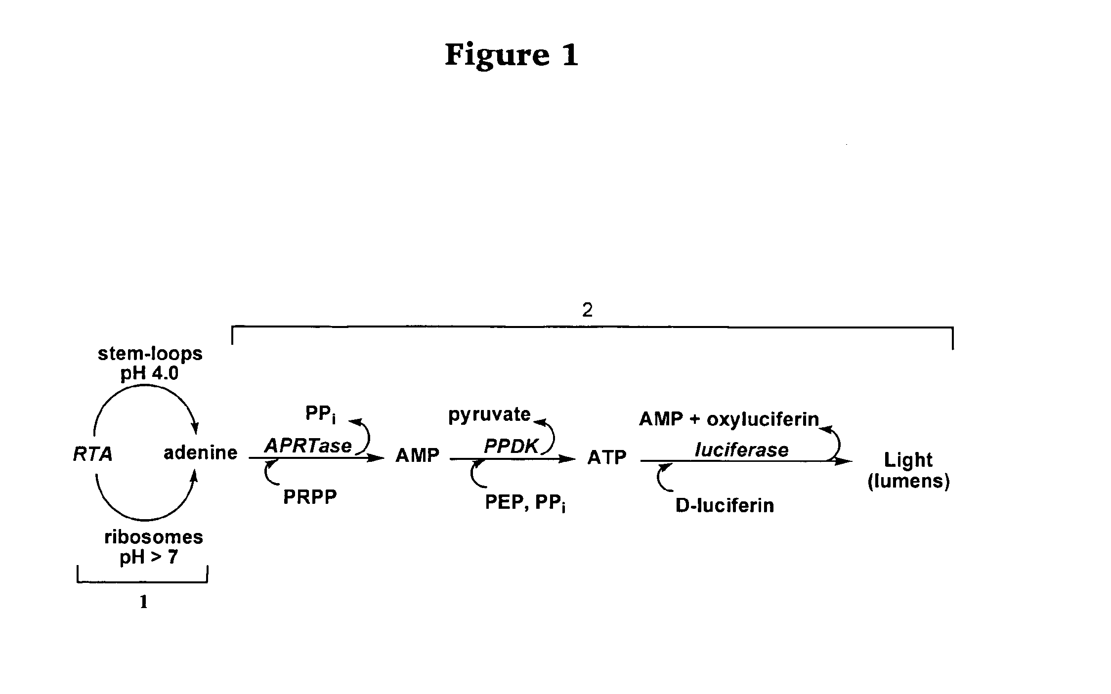 Methods for detecting ricin and related compounds and uses thereof