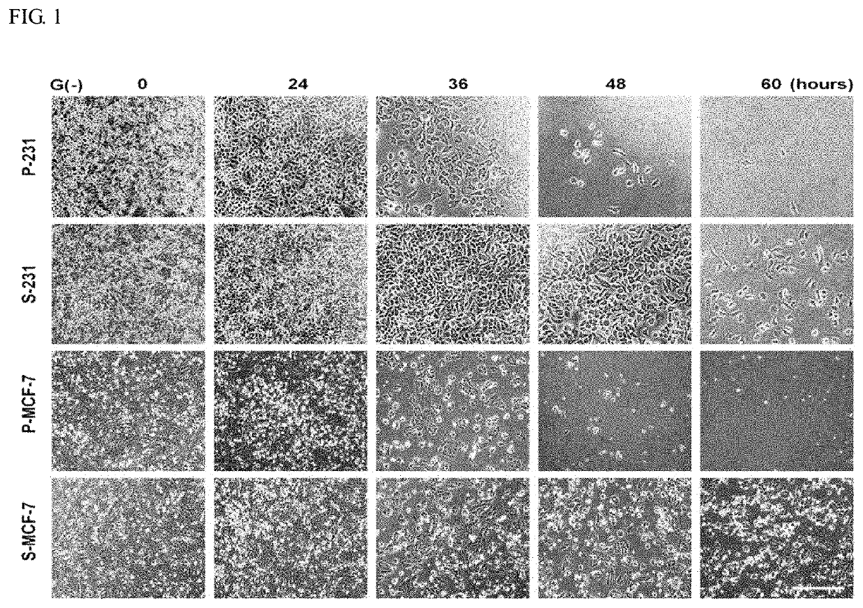 Pharmaceutical composition for preventing or treating cancer