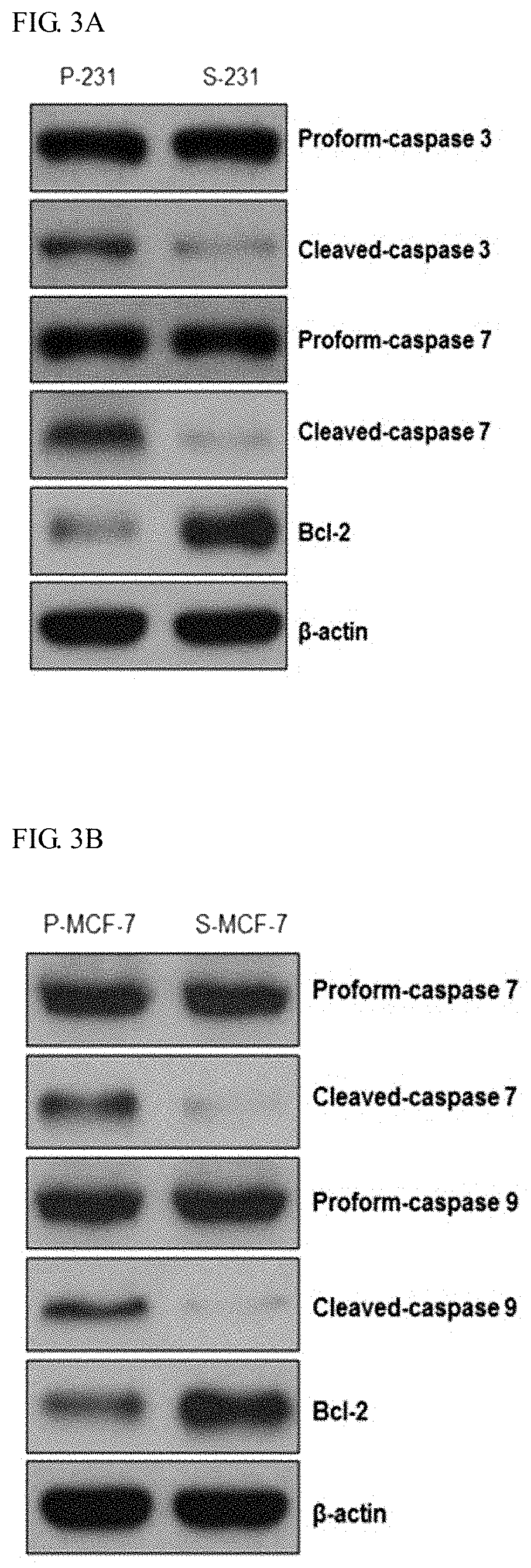 Pharmaceutical composition for preventing or treating cancer