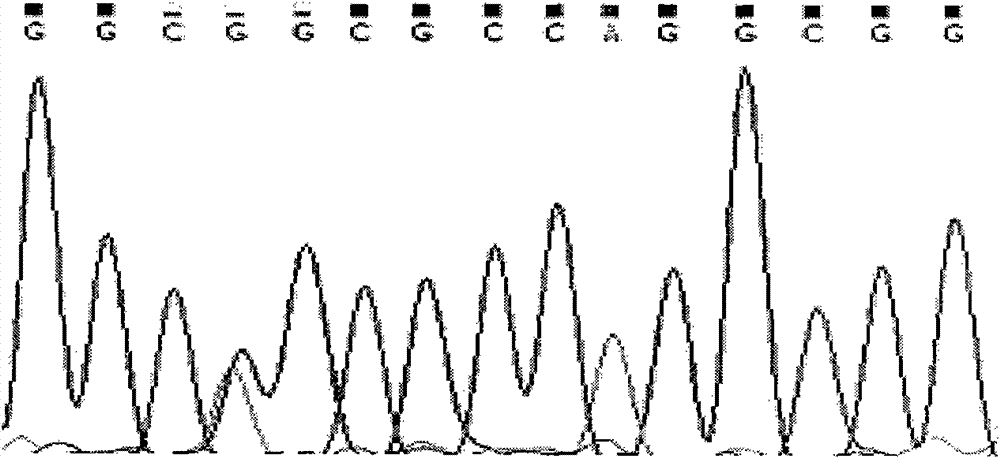 Single Nucleotide Polymorphism Site of Cattle i-mfa Gene and Its Detection Method