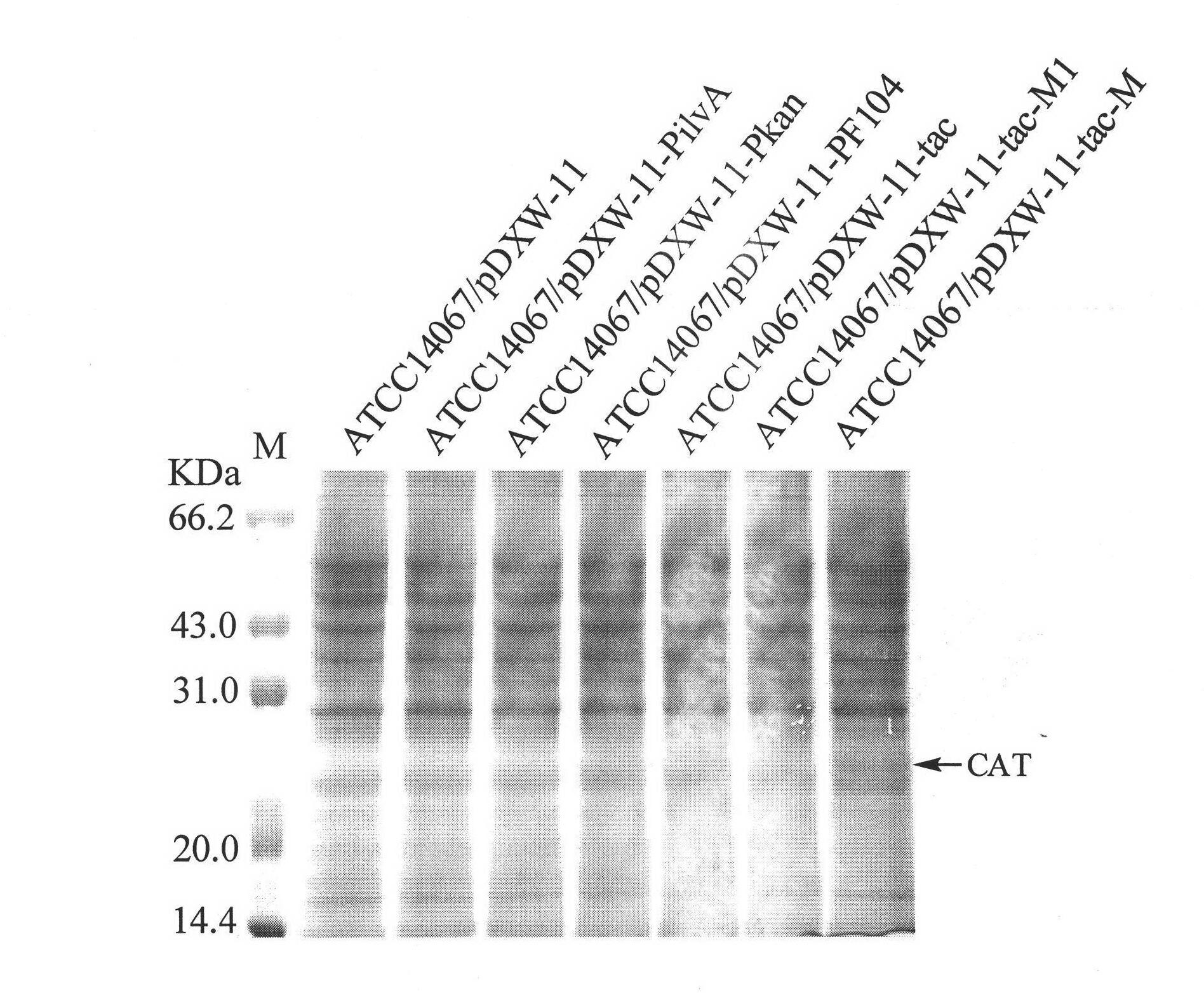 Corynebacterium promoter detection vector and construction method and application thereof
