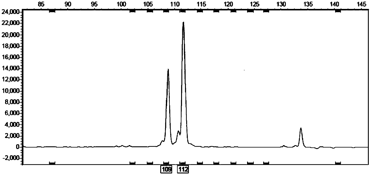 Fluorescent SSR primer composition and application in constructing white wax new species molecular fingerprint spectrum thereof