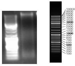 Brevibacillus parabrevis as well as method and application of protein series prepared thereby