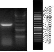 Brevibacillus parabrevis as well as method and application of protein series prepared thereby