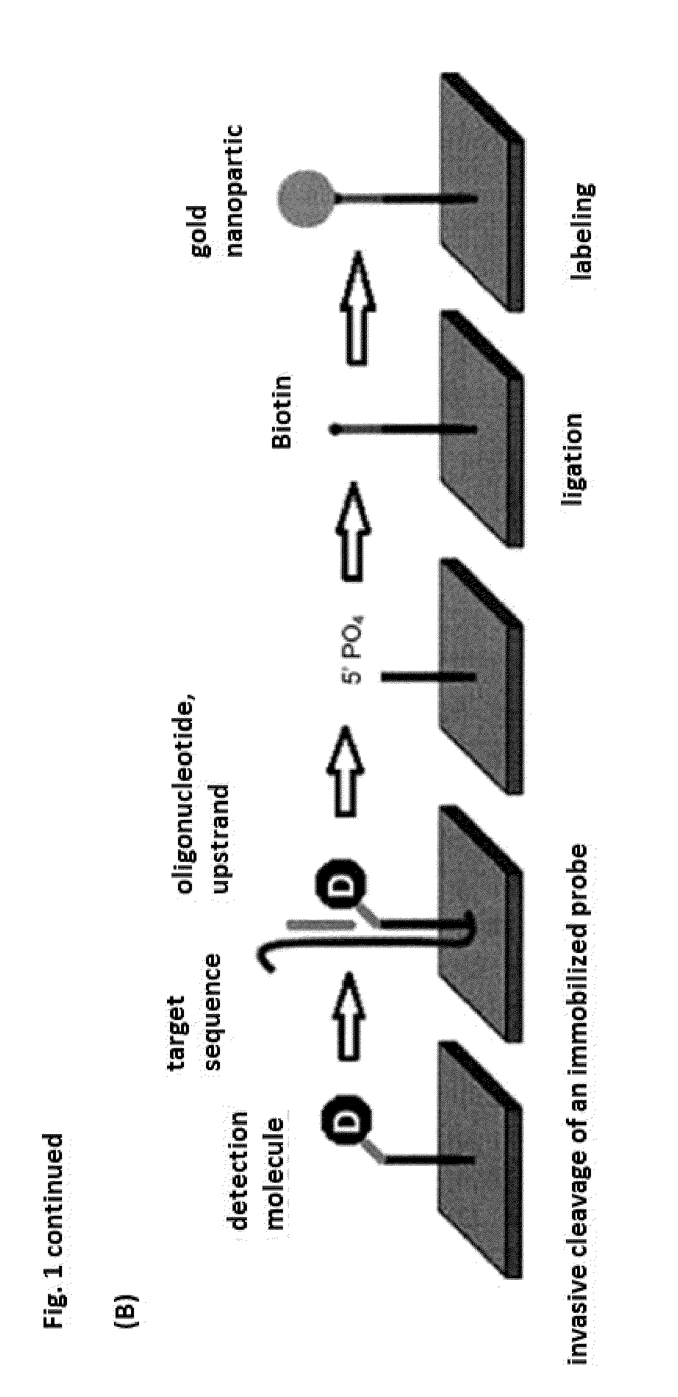 Bifunctional oligonucleotide probe for universal real time multianalyte detection