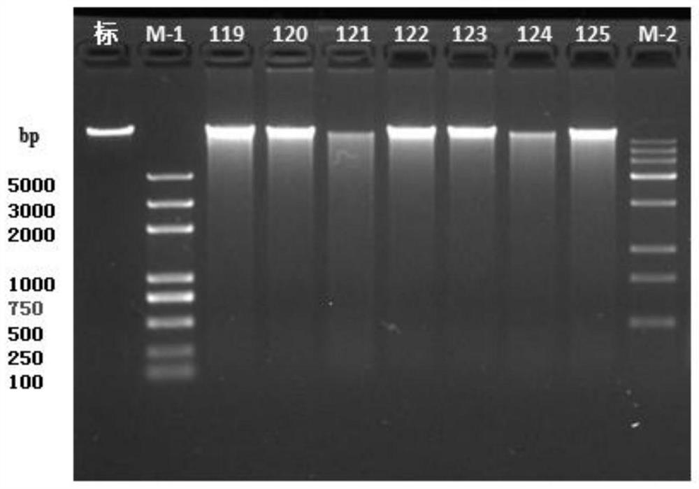 Method for positioning social genetic haplotype site of pig residual feed intake