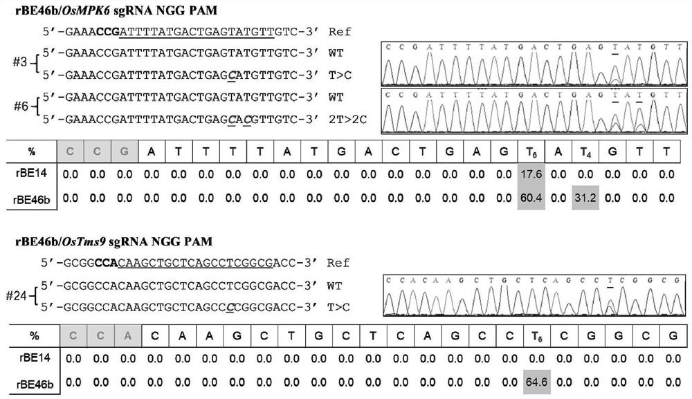 Set of adenine base editors as well as related biological materials and application thereof
