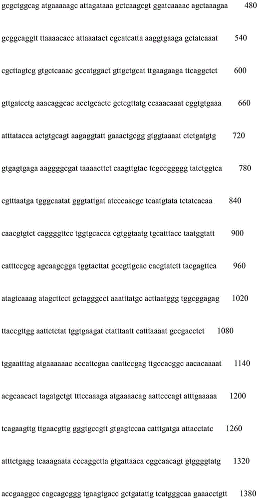 Recombinant bacterium providing improved efficiency in convertive production of Alpha-phenylpyruvic acid