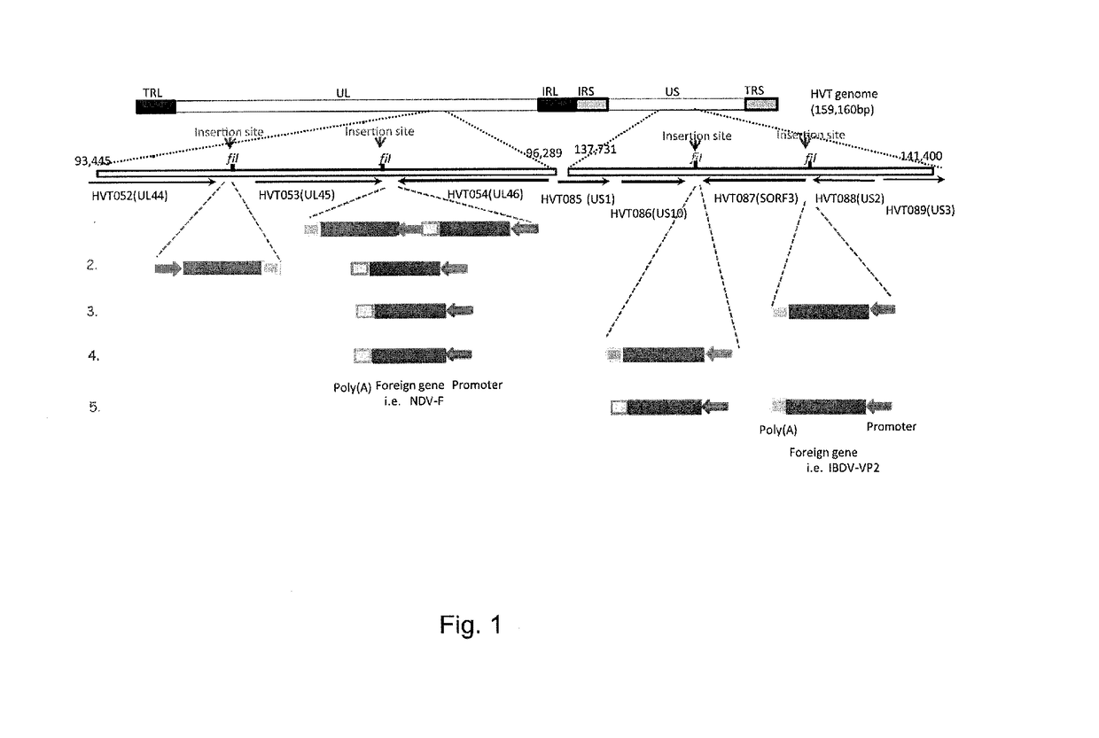 Multivalent recombinant avian herpes viruses and vaccines for immunizing avian species