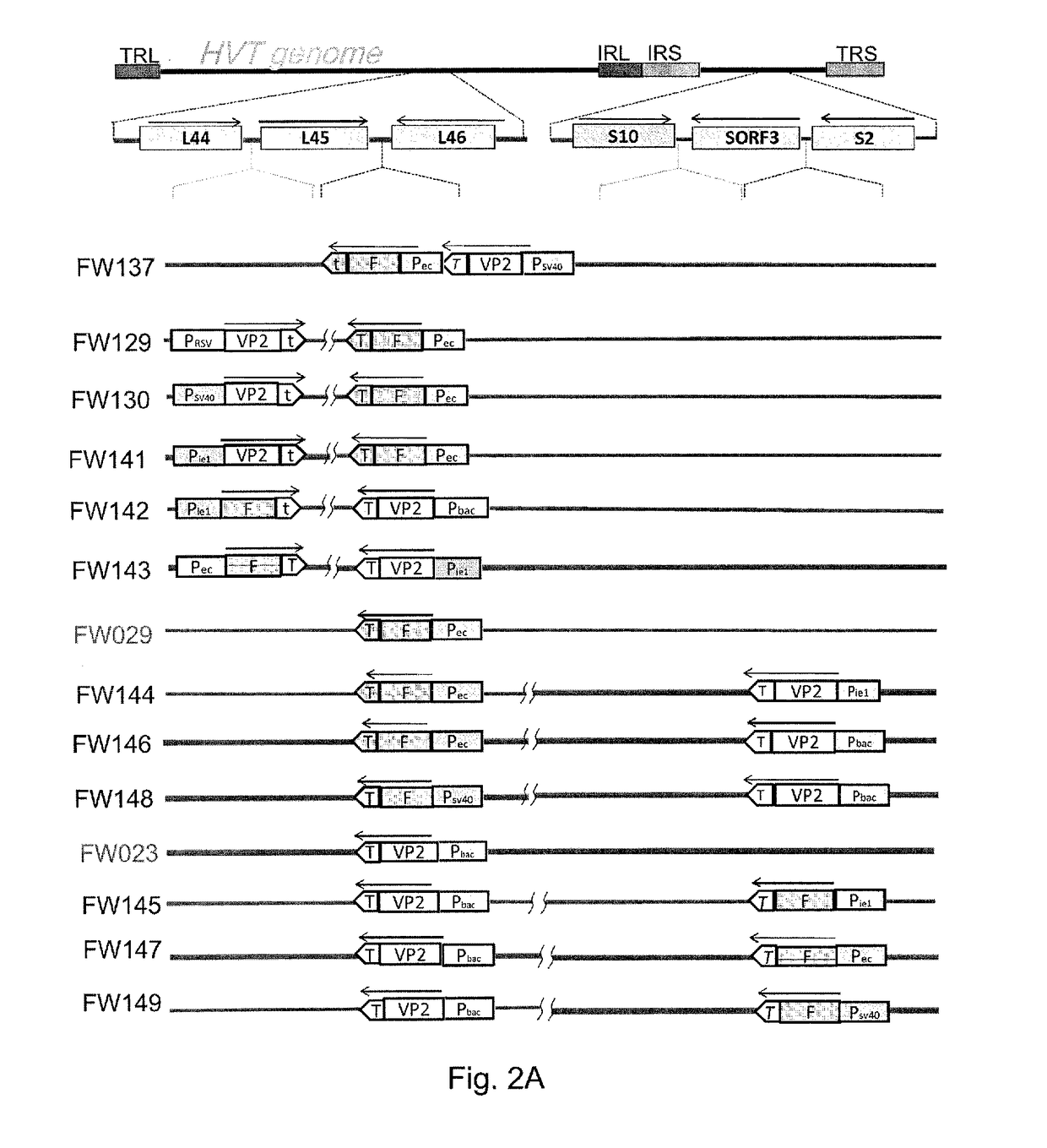 Multivalent recombinant avian herpes viruses and vaccines for immunizing avian species