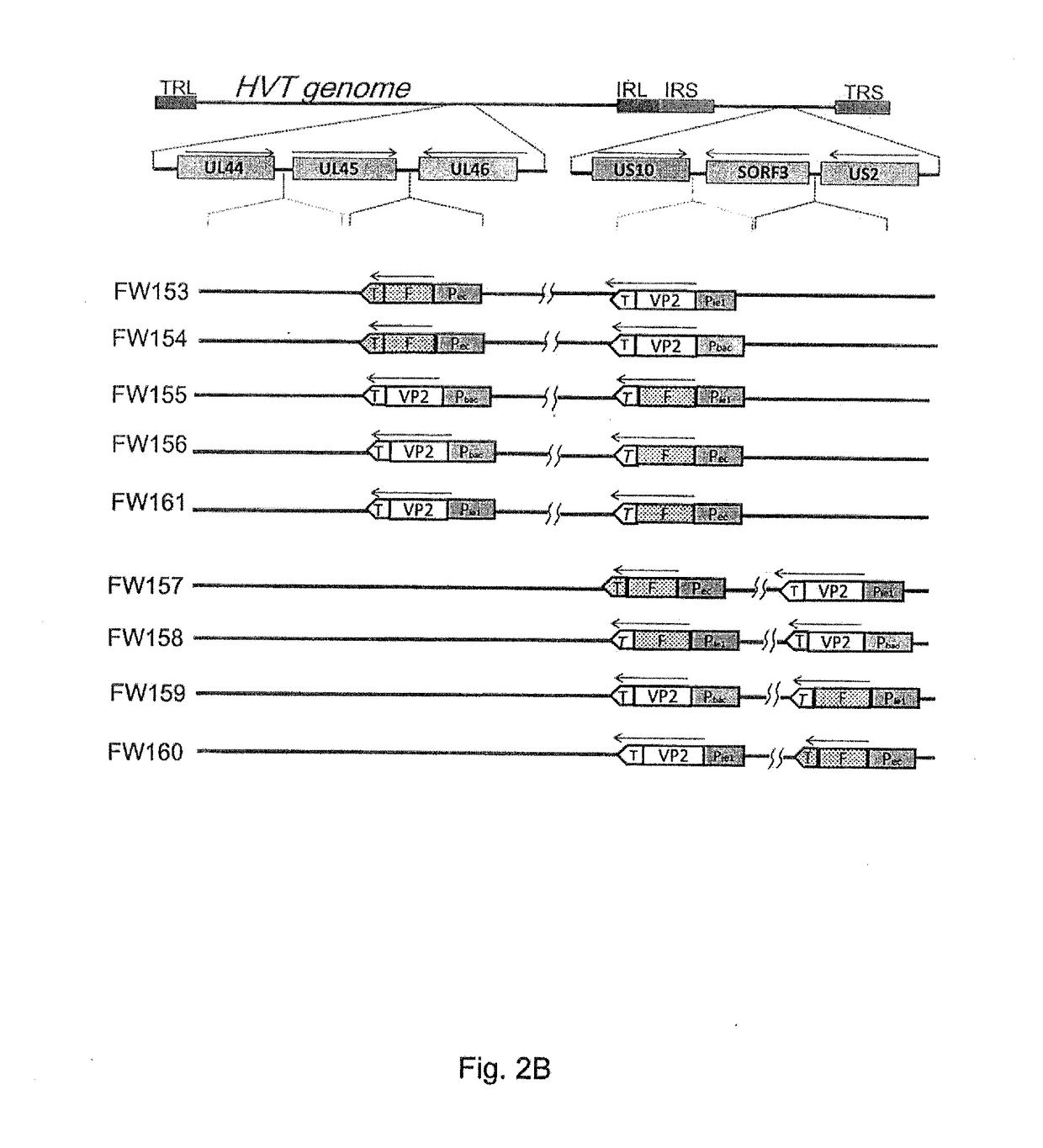 Multivalent recombinant avian herpes viruses and vaccines for immunizing avian species