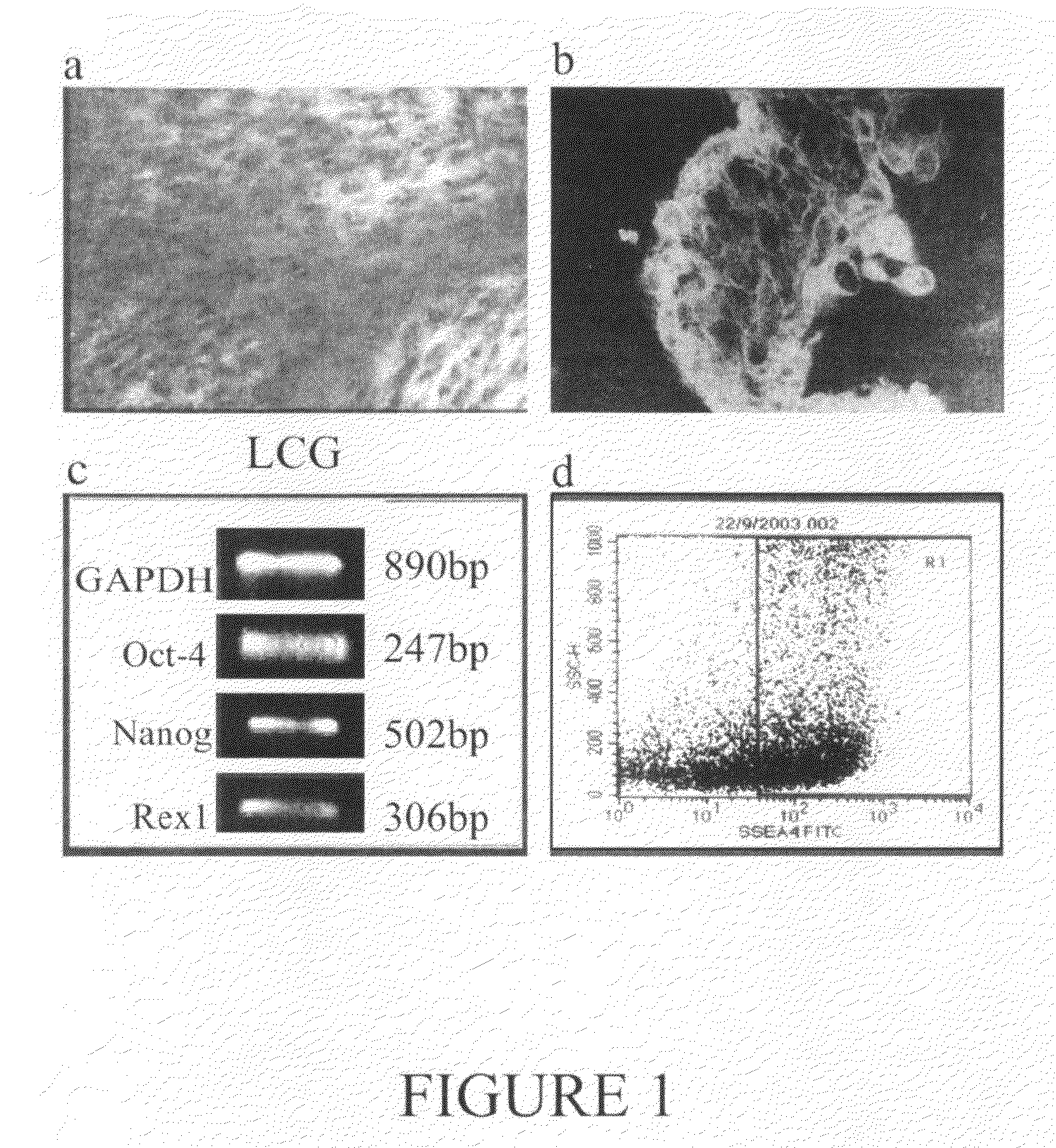 Pluripotent embryonic-like stem cells derived from corneal limbus, methods of isolation and uses thereof