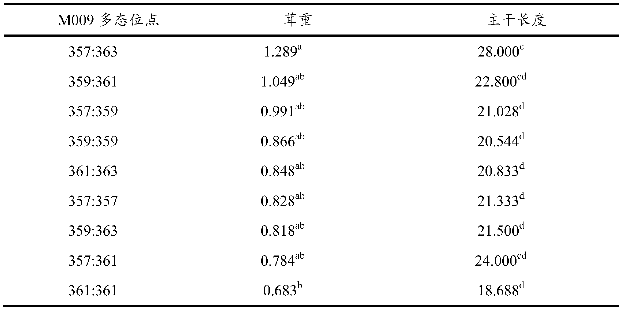 Specific amplification primer for microsatellite locus M009 of sika deer and application of specific amplification primer